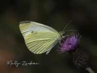 Witjes [Pieridae]